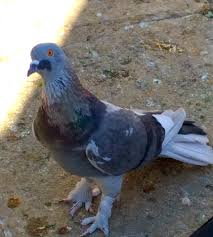 Beautiful Tri Color Donek Pigeon Racing Pigeons Homing Pigeons
