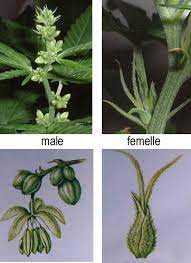 How To Distinguish Marijuana Males From Females Alchimia Grow Shop