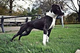Black And White Pitbull Dog Black And White Apbt Caes