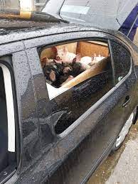 2 din hg 984/2005 sancţionează în egală măsură fapta de a vinde animale, fără a avea documentele însoţitoare şi fapta de a le cumpăra în aceleaşi condiţii. 24 De Purcei Intr O Skoda Animalele FÄƒrÄƒ Acte Proveneau Din DamboviÈ›a È™i Au Fost Incinerate Aradon