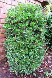 Camellia Sasanqua Early Pearly Google Search Camellia Single Flower Plants