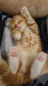 Look At The Toesies And The Tummy And That Sweet Kitty Smile My Heaaart Cute Cat Gif Cute Cats Cute Animals