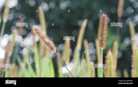 Image result for Arundinella nepalensis