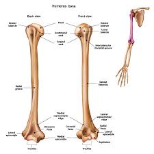 Check spelling or type a new query. Structure Of The Humerus Bone With The Name And Description Of All Sites Back And Front View Human Anatomy Tasmeemme Com