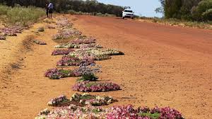 Maybe you would like to learn more about one of these? Wildflower Season Wa