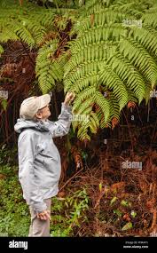 Image result for Cyathea capensis