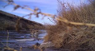 Hidden Wildlife On Salt Creek
