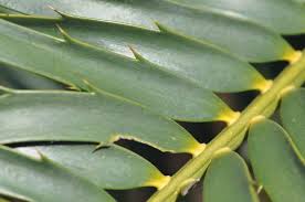 Image result for Encephalartos lebomboensis