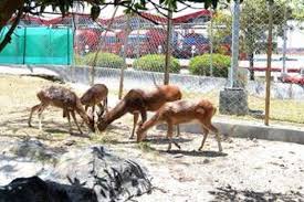 Maybe you would like to learn more about one of these? Meningkatnya Kualitas Hidup Flora Fauna Di Yogyakarta