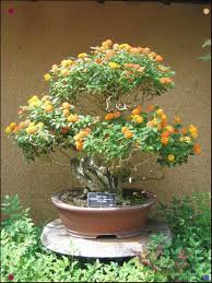 Lantana Bonsai Bonsai Tree Bonsai Flower Bonsai