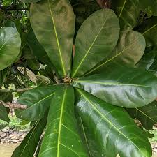 Image result for Barringtonia asiatica