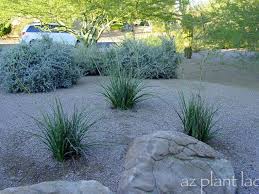 Maybe you would like to learn more about one of these? Yellow Yucca Archives Desert Gardening 101