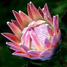Buying a put option gives you the right to sell the stock at a lower price for some period of time. Protea World Protea Plants Buy Online Delivered To Your Door