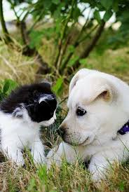 epingle par margarita camacho sur dog animaux adorables animaux comme chien et chat