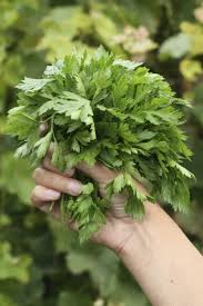 Growing it by cuttings could save more time and. Harvesting Fresh Parsley How When And Where To Cut Parsley Plants