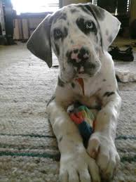 Great Dane Patient And Friendly Danua Kopek