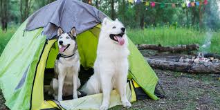 Découvrez nos meilleurs conseils, astuces et matériels pour votre baptême de l'air en parapente avec votre chien. Astuces Pour Faire Du Camping Avec Un Chien Veronique Cloutier