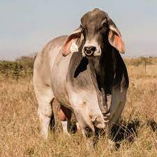 The brahman breed originated from bos indicus cattle from india. Brahman