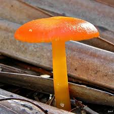 Check spelling or type a new query. Orange Mini Mushroom Stuffed Mushrooms Mushroom Fungi Edible Fungi