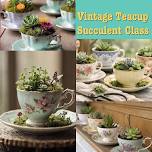 Vintage Teacup Succulent Class