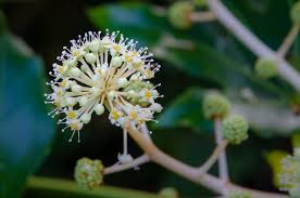 Best known for its leaves. Castor Oil Plant Flower Fatsia Japonica By Chavender Ephotozine