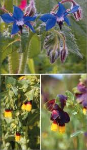 Fiori spontanei gialli from www.garden.it. Fiori Spontanei Della Sardegna Libro Di Renato Brotzu