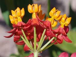 Silky gold tropical has all yellow blooms. Asclepias Curassavica Tropical Milkweed Arthropodafotos De