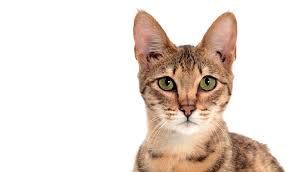 Much like its wild ancestor, the savannah is a tall, lean cat, with long legs, big ears, and a long neck. Savannah Cat Breed Information