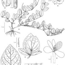 Image result for Barleria mackenii