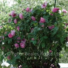 Noted by antique rose emporium: Louise Odier Shrub Rose Peter Beales Roses The World Leaders In Shrub Climbing Rambling And Standard Classic Roses