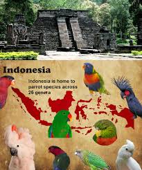 Pygmy hanging parrot — conservation status near threatened (iucn 3.1) scientific classification … Indonesian Parrots