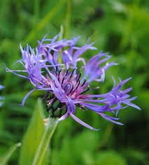 Berg Flockenblume Unkomplizierte Schonheit Flockenblume Berg Flockenblume Bienenfreundliche Pflanzen