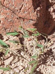 Image result for Droogmansia