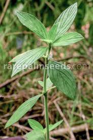 Image result for Spermacoce princeae