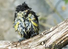 pin on birds