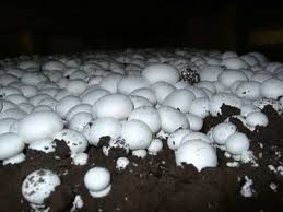 How To Grow Mushrooms At Home Great Site Stuff We Share Stuffed Mushrooms Growing Mushrooms Garden Mushrooms