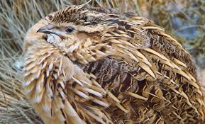 Image result for quail