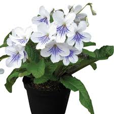 Image result for Streptocarpus kamerunensis