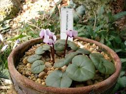 Image result for Cyclamen parviflorum