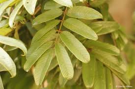 Image result for Millettia bussei