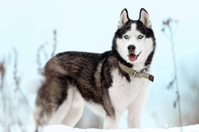 Siberian Husky 