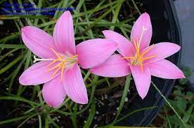 Full Size Picture Of Pink Rain Lily Rainlily Fairy Lily Zephyr Lily I Zephyranthes Grandiflora I Rain Lily Flowers Lily