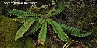 Image result for Lonchitis