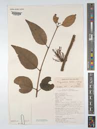 Image result for Phragmanthera capitata