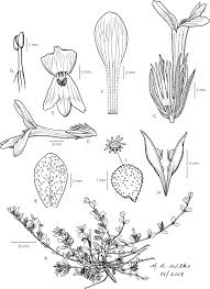 Image result for Anisotes formosissimus