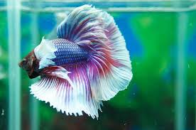 Ca Betta Halfmoon La Gi Cach Phan Biệt Ca Betta Halfmoon