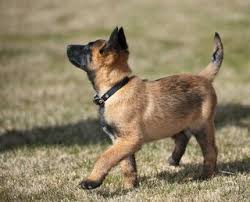 Your question is of concern to me firstly because you own a belgian malinous and secondly because you are asking what the behavior means. Personal Protection Dogs For The Wealthy Navy Seal Trains Attack Dogs For Families