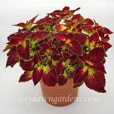Image result for Coleus longipetiolatus