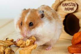 Por que pode acontecer a morte súbita em hamsters? | Petlove