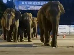 Manada de elefantes anda vagando por China y causa severos destrozos -  Segundo a Segundo - Noticias de Chihuahua